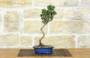 3 - Bonsai di Pino Nero Thunbergii Senjyumaru (71)