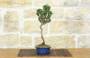 4 - Bonsai di Pino Nero Thunbergii Senjyumaru (71)