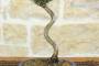 5 - Bonsai di Pino Nero Thunbergii Senjyumaru (71)