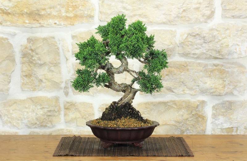 1 - Bonsai di Ginepro Kishu (31)