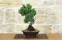 2 - Bonsai di Ginepro Kishu (31)