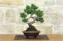 3 - Bonsai di Ginepro Kishu (31)