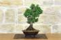 4 - Bonsai di Ginepro Kishu (31)