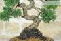 5 - Bonsai di Ginepro Kishu (31)