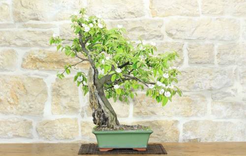 1 - Bonsai di Melo Cotogno (13)