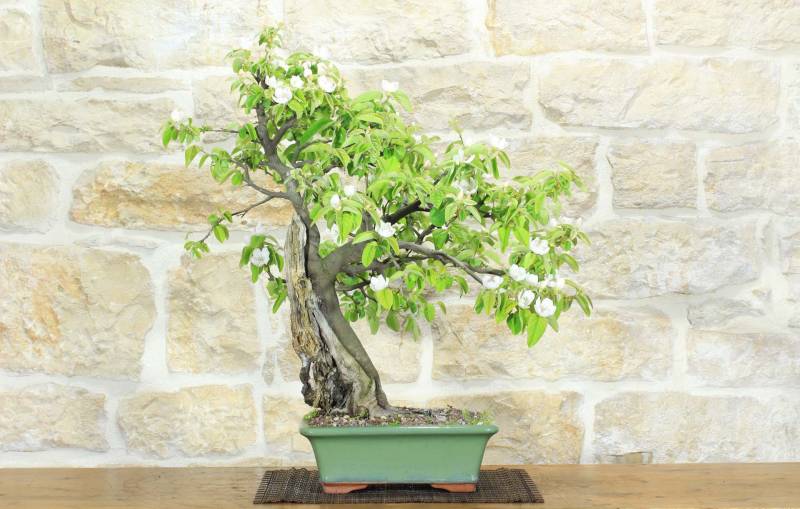 1 - Bonsai di Melo Cotogno (13)