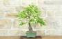 2 - Bonsai di Melo Cotogno (13)