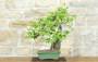 3 - Bonsai di Melo Cotogno (13)