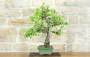 4 - Bonsai di Melo Cotogno (13)