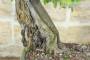 5 - Bonsai di Melo Cotogno (13)