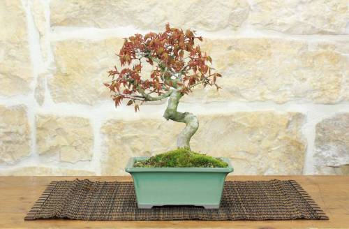 Bonsai di Acero Palmato Yamamomiji (10)