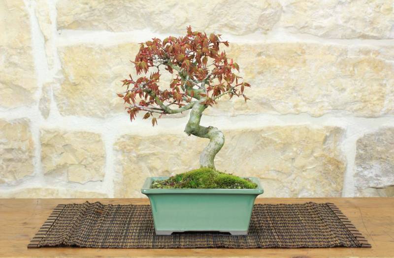 Bonsai di Acero Palmato Yamamomiji (10)