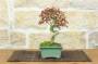 3 - Bonsai di Acero Palmato Yamamomiji (10)