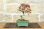 4 - Bonsai di Acero Palmato Yamamomiji (10)