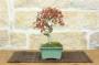5 - Bonsai di Acero Palmato Yamamomiji (10)