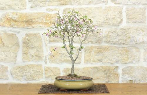 1 - Bonsai di Ciliegio Giapponese Kojo-no-mai (10)