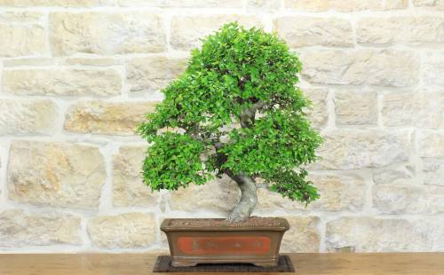 1 - Bonsai di Olmo Cinese (152)
