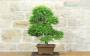 2 - Bonsai di Olmo Cinese (152)