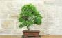3 - Bonsai di Olmo Cinese (152)