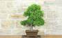 4 - Bonsai di Olmo Cinese (152)