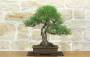 1 - Bonsai di Pino Nero Thunbergii (73)