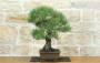 2 - Bonsai di Pino Nero Thunbergii (73)