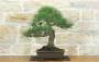 3 - Bonsai di Pino Nero Thunbergii (73)