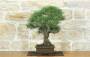 4 - Bonsai di Pino Nero Thunbergii (73)