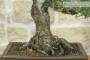 5 - Bonsai di Pino Nero Thunbergii (73)