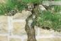 6 - Bonsai di Pino Nero Thunbergii (73)