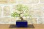 1 - Bonsai di Sesbania (5)