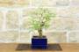 2 - Bonsai di Sesbania (5)