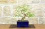 3 - Bonsai di Sesbania (5)