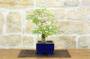 4 - Bonsai di Sesbania (5)