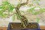 5 - Bonsai di Sesbania (5)