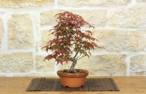 1 - Pre Bonsai di Acero Palmato Deshojo (3)