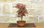 2 - Pre Bonsai di Acero Palmato Deshojo (3)