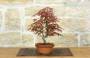 3 - Pre Bonsai di Acero Palmato Deshojo (3)