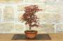 4 - Pre Bonsai di Acero Palmato Deshojo (3)
