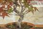 5 - Pre Bonsai di Acero Palmato Deshojo (3)
