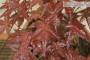 6 - Pre Bonsai di Acero Palmato Deshojo (3)