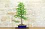 1 - Bonsai di Taxodium (1)