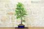 2 - Bonsai di Taxodium (1)