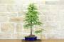 3 - Bonsai di Taxodium (1)