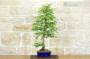 4 - Bonsai di Taxodium (1)