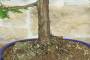 5 - Bonsai di Taxodium (1)