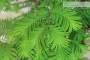 6 - Bonsai di Taxodium (1)