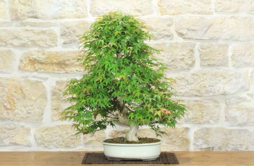 1 - Bonsai di Acero Palmato Yamamomiji (12)
