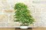 2 - Bonsai di Acero Palmato Yamamomiji (12)