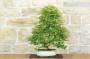 3 - Bonsai di Acero Palmato Yamamomiji (12)